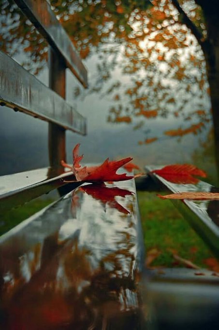 2 Haikus: Hojas doradas