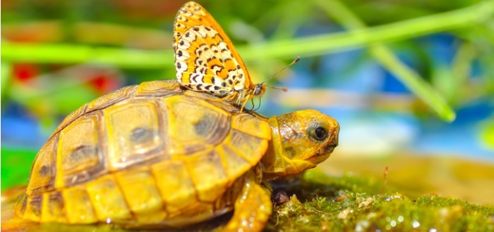 Las mariposas que beben lágrimas de tortuga