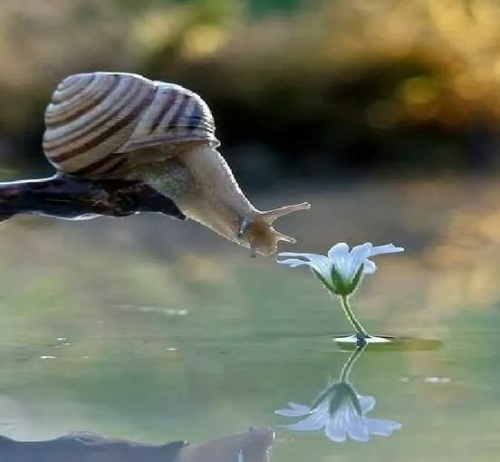 El caracol y la flor 